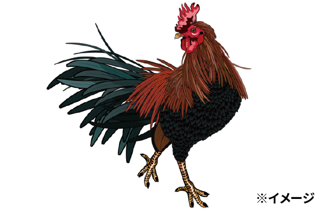 味よし、歯ごたえよし。さまざまな「銘柄鶏」を使用しています。